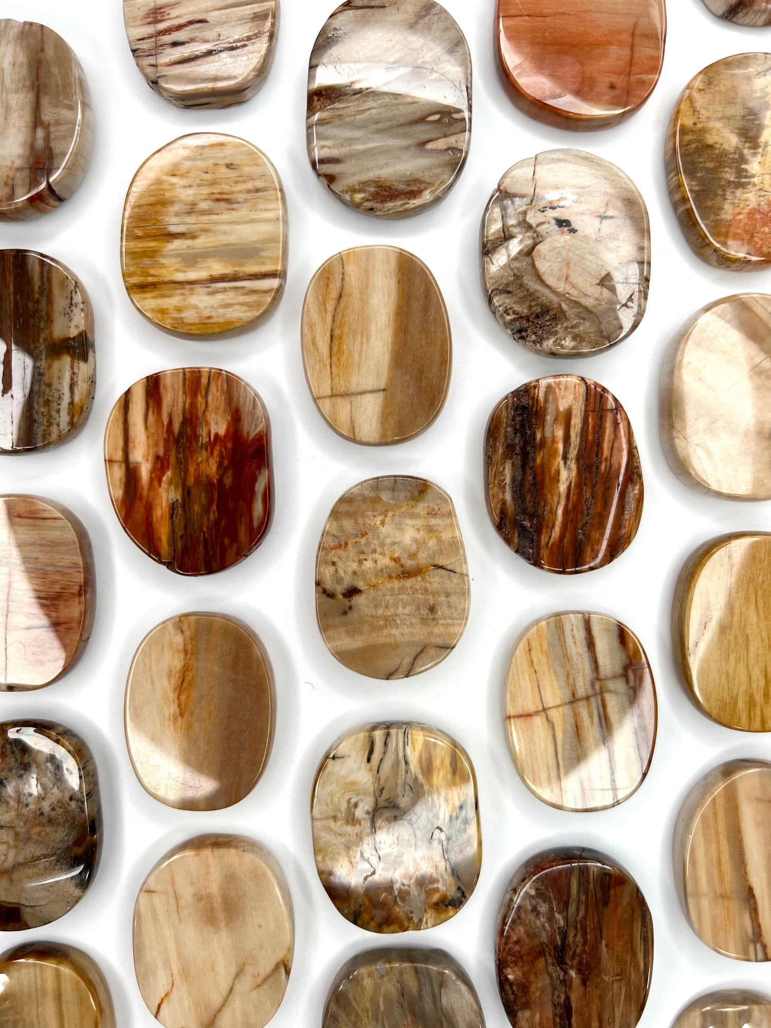 Petrified Wood