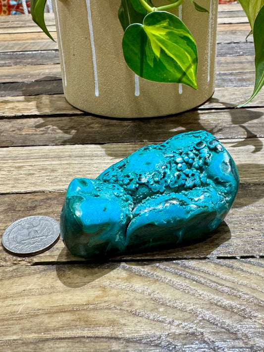 Malacholla // Free Form - SolRising The Rock Shop