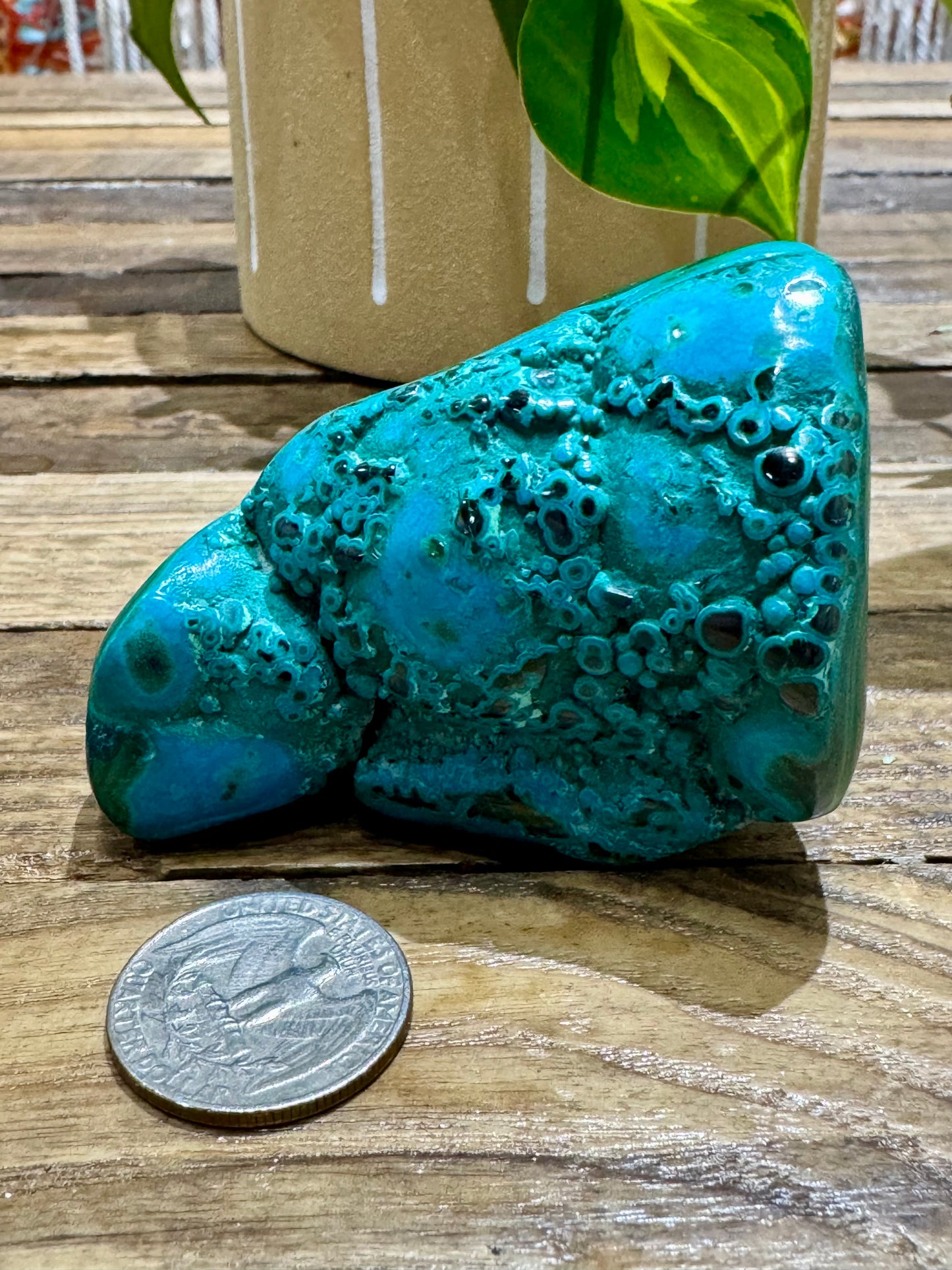 Malacholla // Free Form - SolRising The Rock Shop