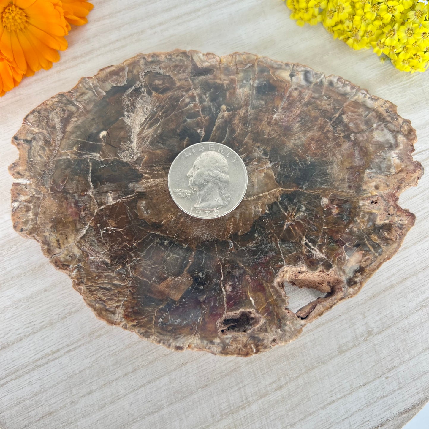Petrified Wood // Slab
