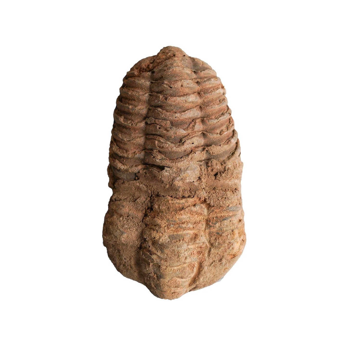 Trilobite Fossil // Rough - SolRising The Rock Shop