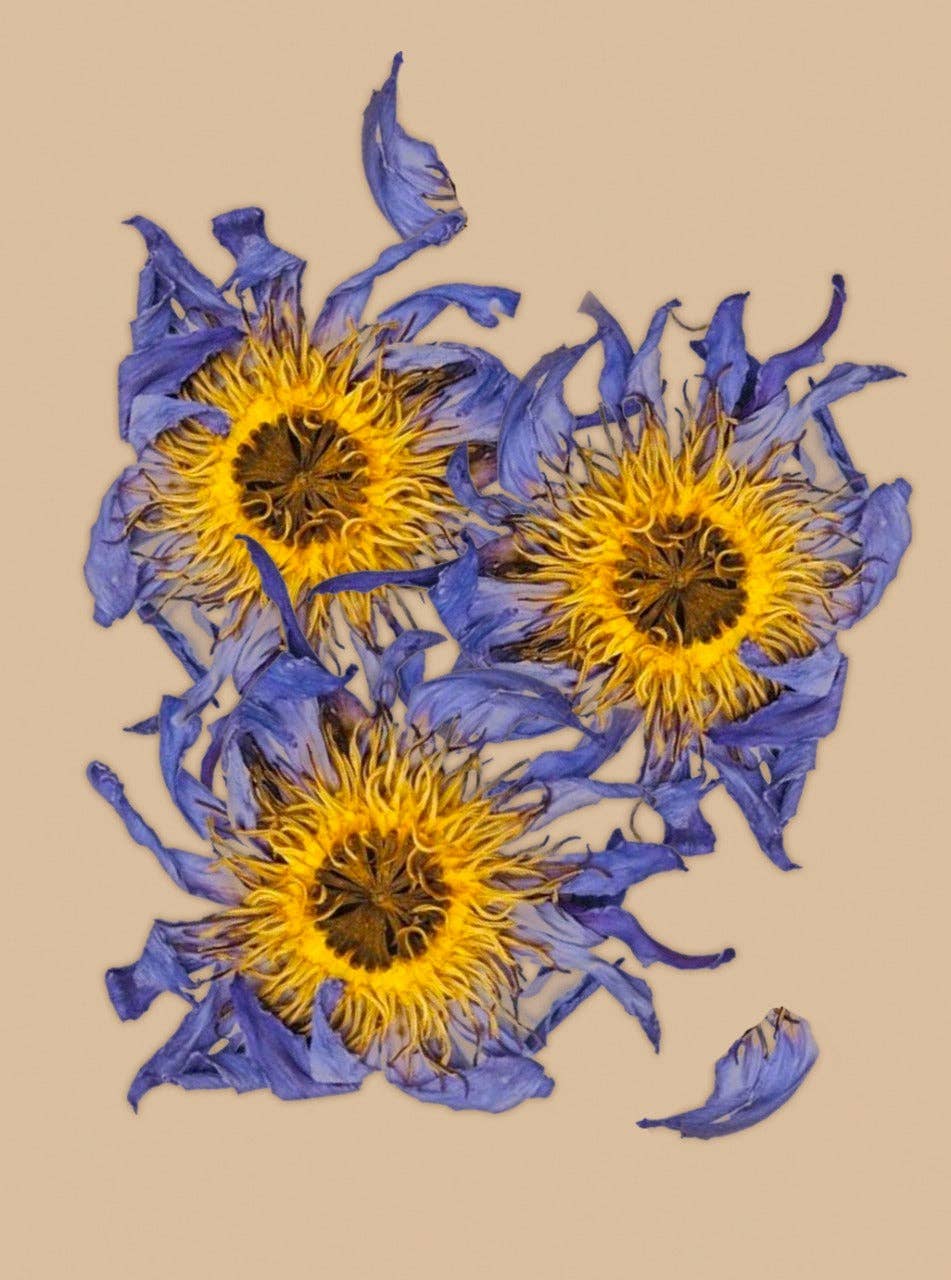 WHOLE BLUE FLOWERS | Blossoms of Intuition* - SolRising The Rock Shop