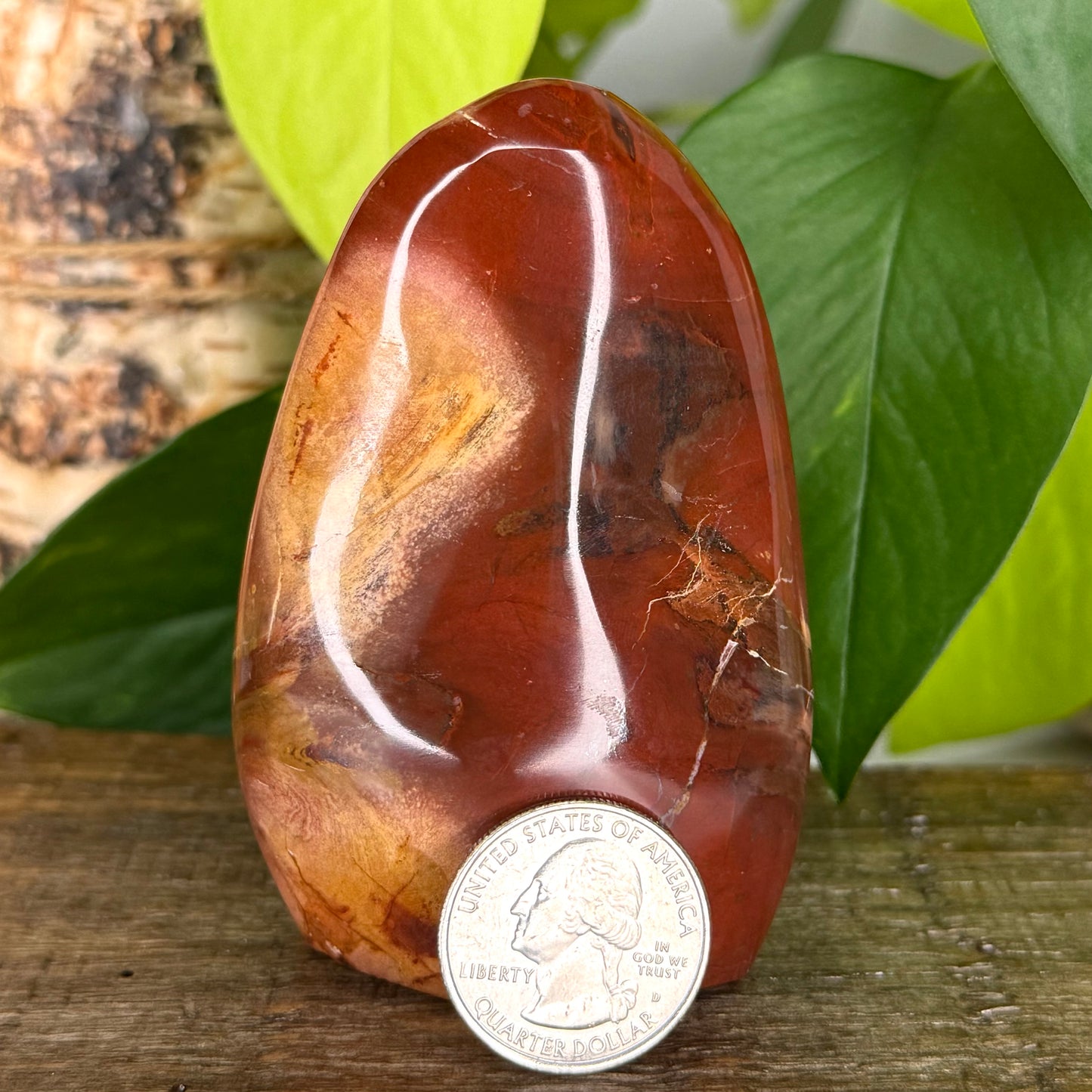 Petrified Wood // Free Form