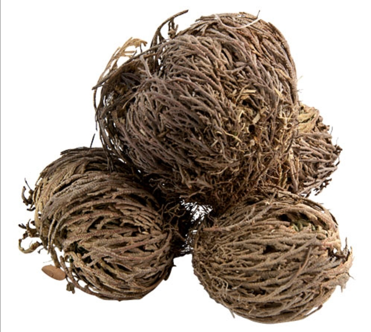 Jericho Flower Set Of 3 - Rose Of Jericho, Resurrection Flow - SolRising The Rock Shop