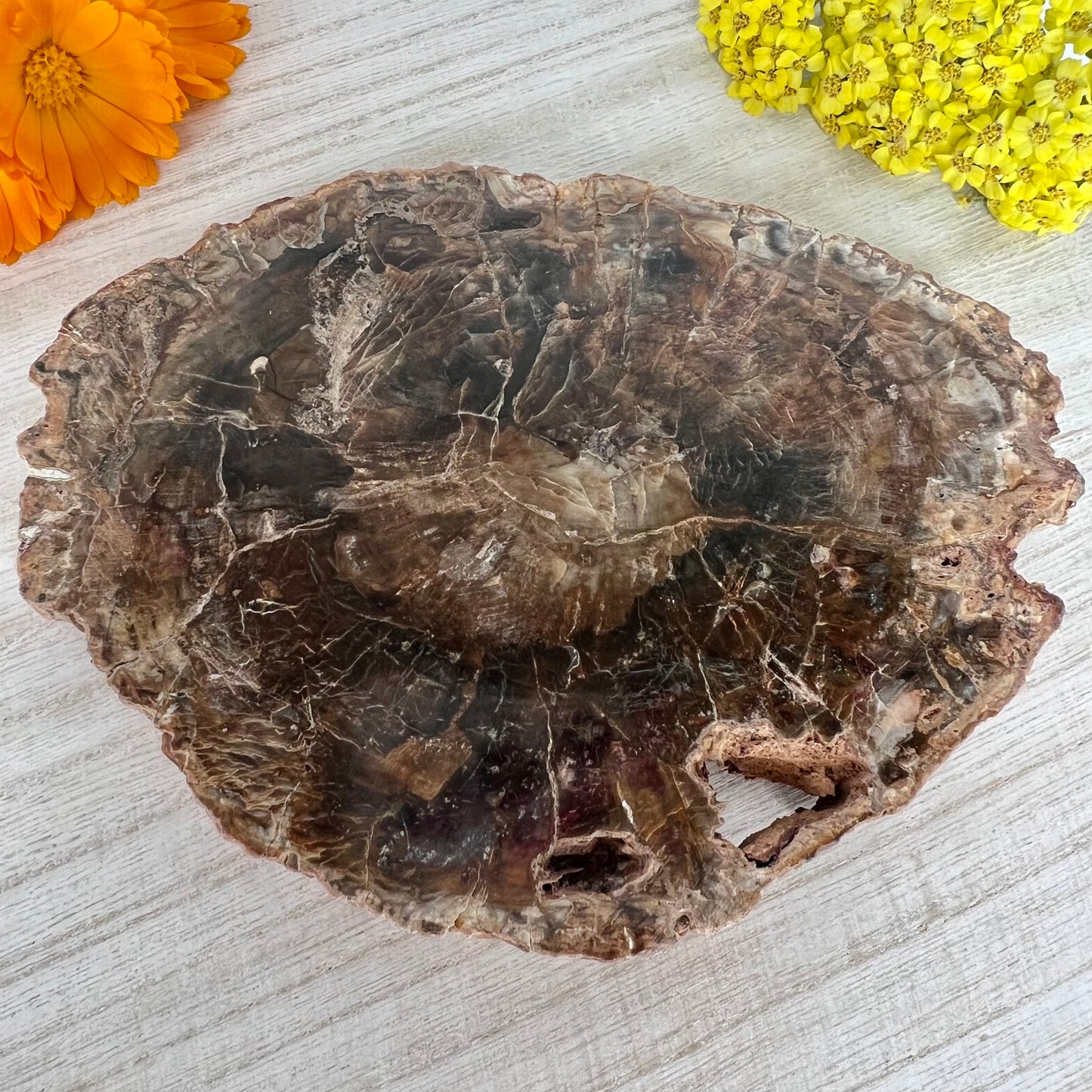 Petrified Wood // Slab
