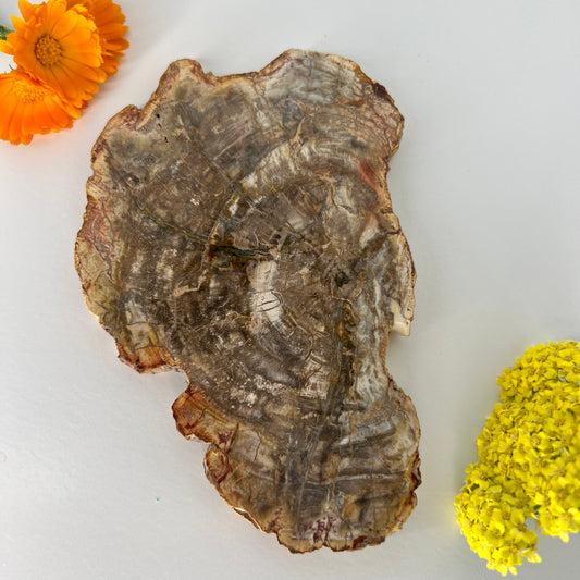 Petrified Wood // Slab