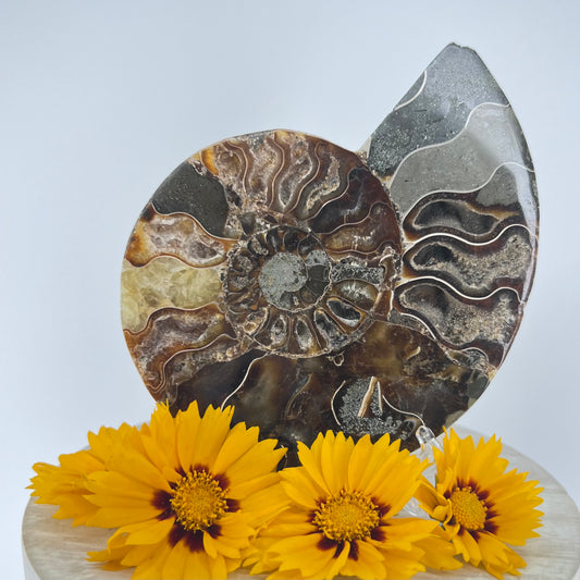 Ammonite // Fossil // Half