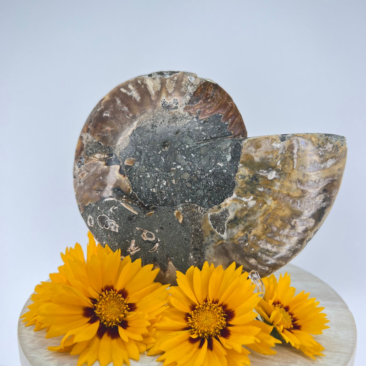 Ammonite // Fossil // Half