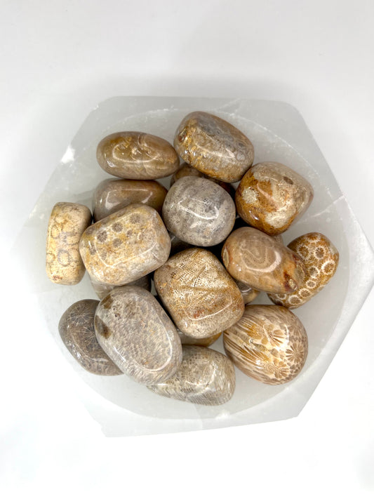 Fossilized // Coral // Tumbled - SolRising The Rock Shop