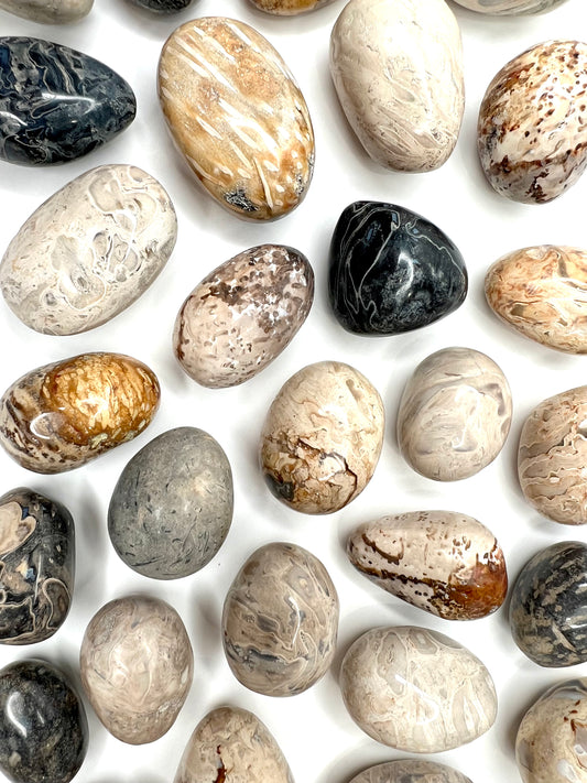 Petrified // Palm Tree // Root // Tumbled - SolRising The Rock Shop