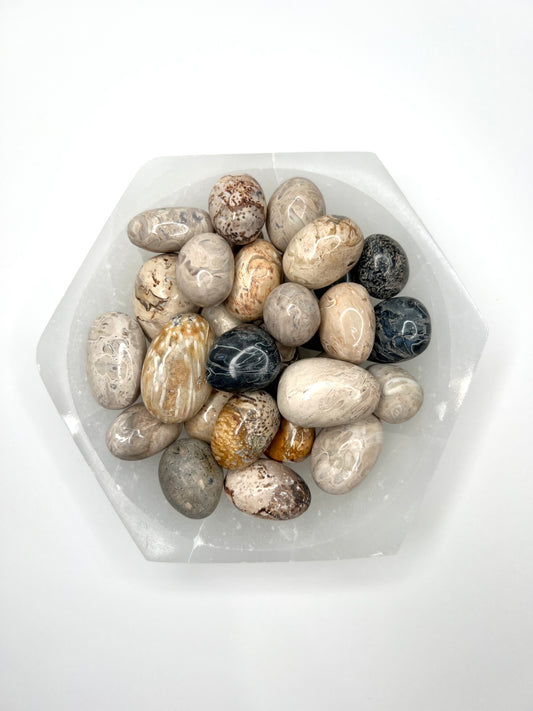 Petrified // Palm Tree // Root // Tumbled - SolRising The Rock Shop