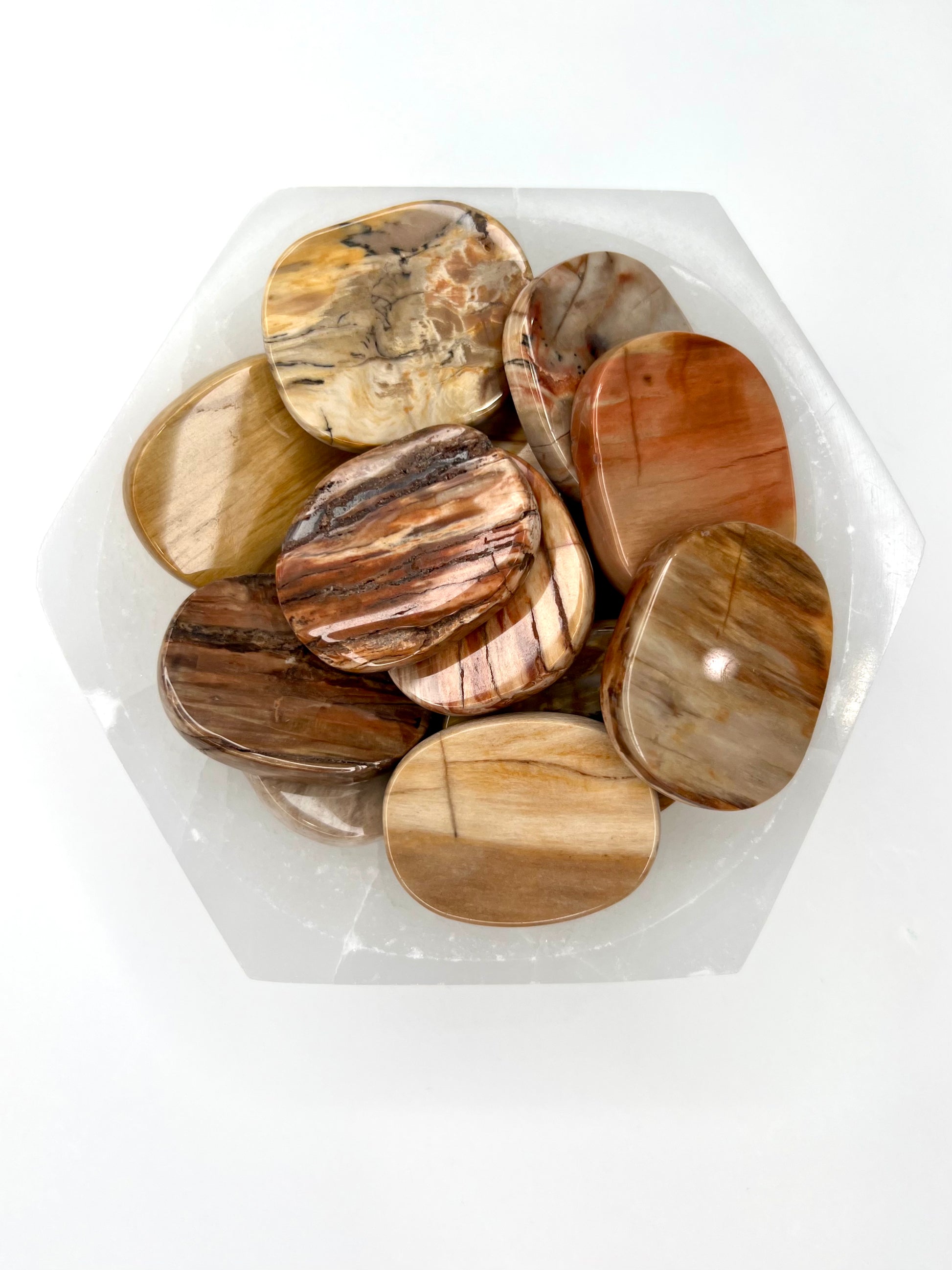Petrified Wood // Smooth Stone - SolRising The Rock Shop