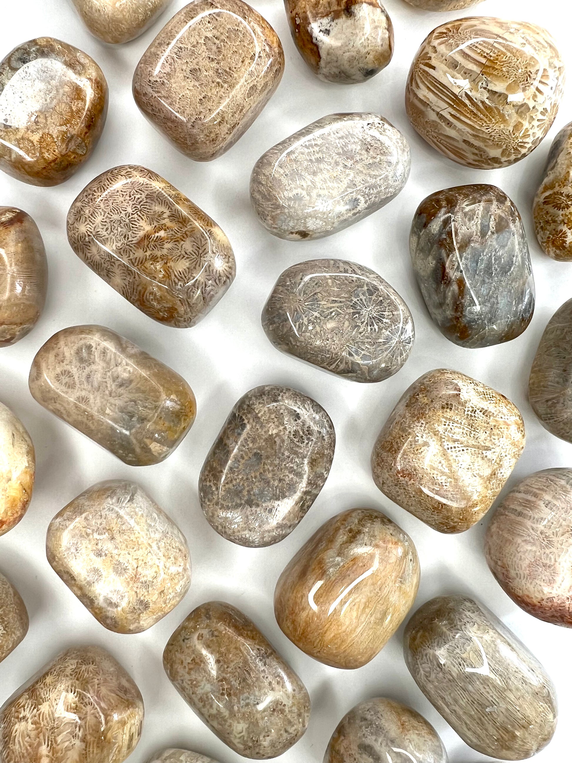 Fossilized // Coral // Tumbled - SolRising The Rock Shop