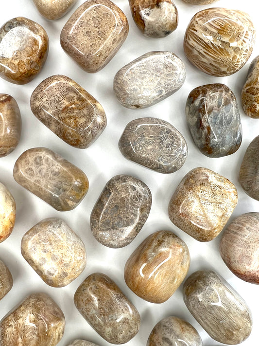 Fossilized // Coral // Tumbled - SolRising The Rock Shop