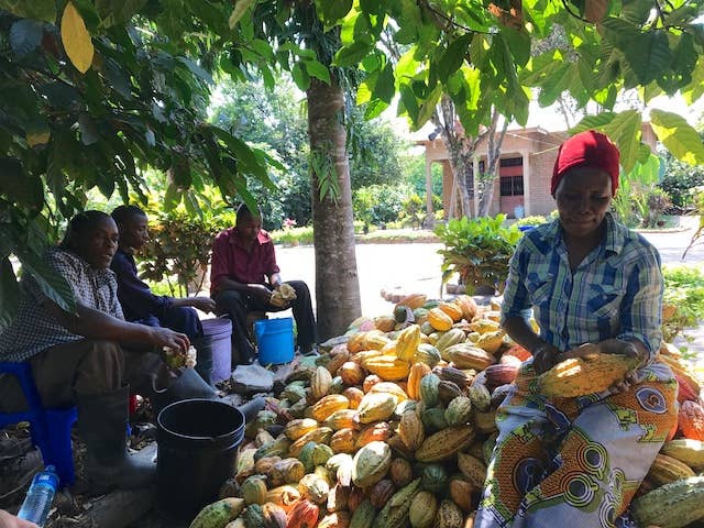 Thriving Tanzania 100% Cacao // Organic Ceremonial Chocolate // 1oz each // Box of 12