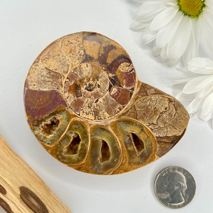 Ammonite // Fossil // Half