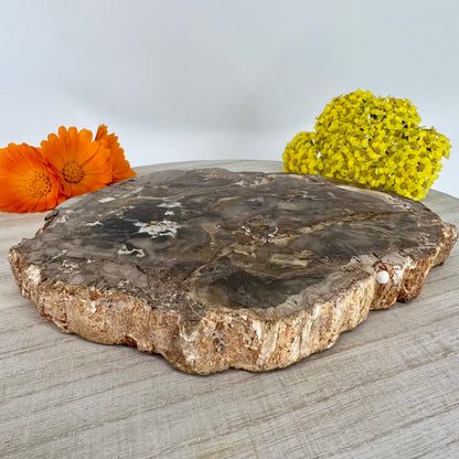 Petrified Wood // Slab