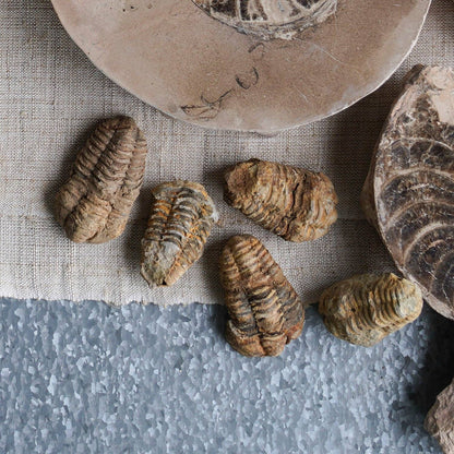 Trilobite Fossil // Rough