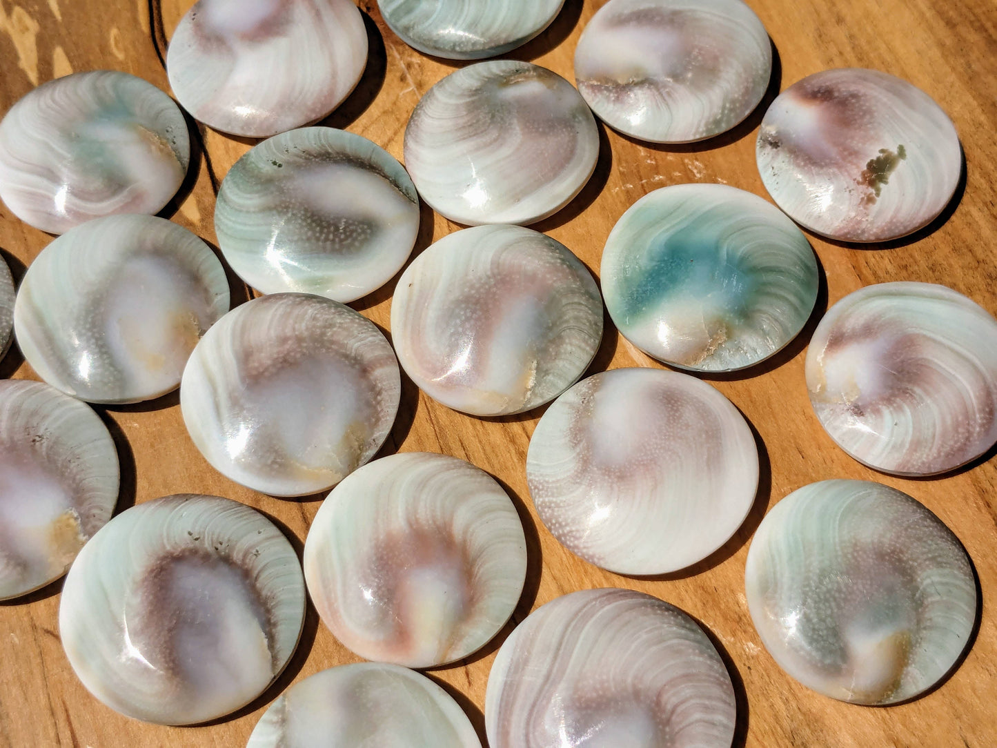 Shiva Eyes // Shells