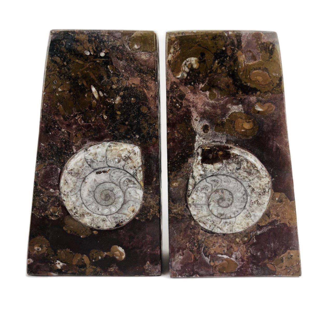 Orthoceras + Ammonite Fossil Bookends // Ammonite Brown Squared