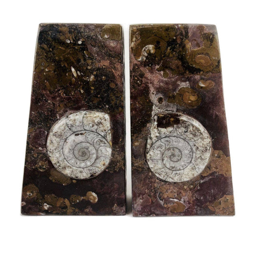 Orthoceras + Ammonite Fossil Bookends // Ammonite Brown Squared