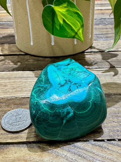 Malacholla // Free Form - SolRising The Rock Shop