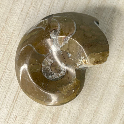 Ammonite // Fossil