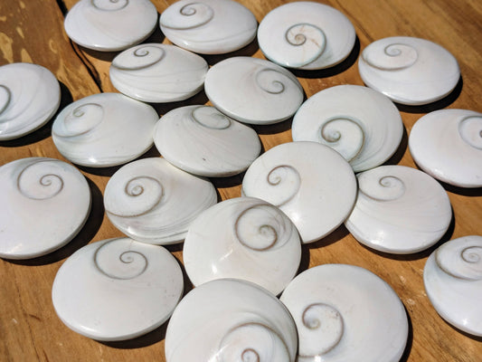 Shiva Eyes // Shells