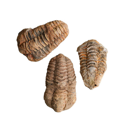 Trilobite Fossil // Rough