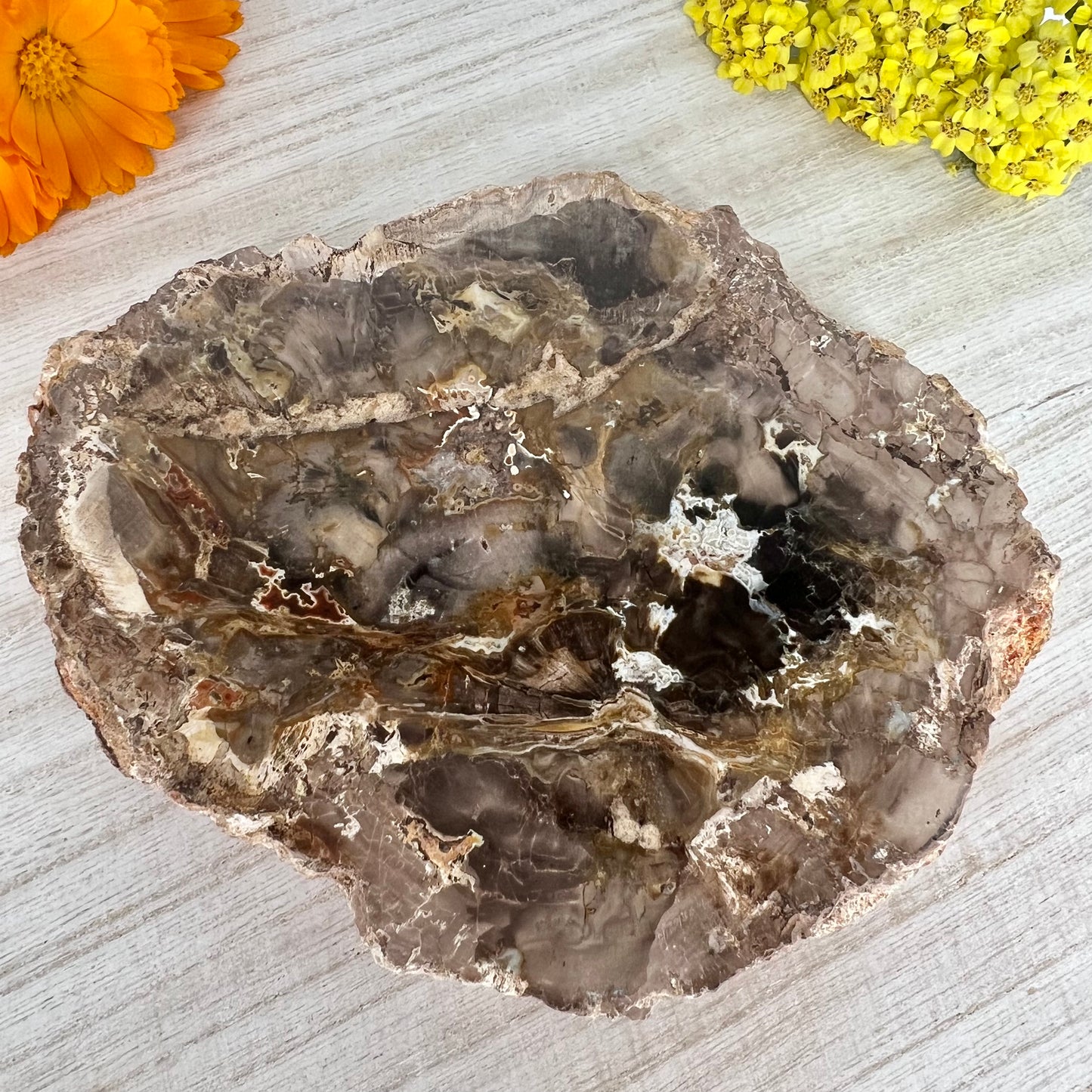 Petrified Wood // Slab