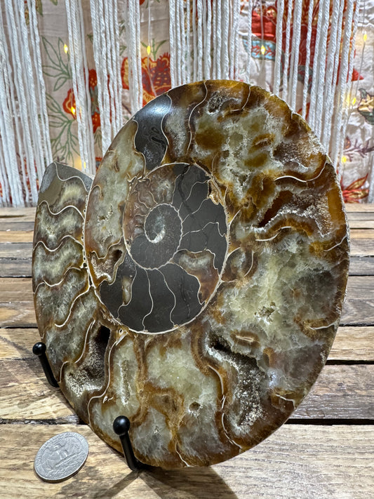 Ammonite Fossil Half - SolRising The Rock Shop