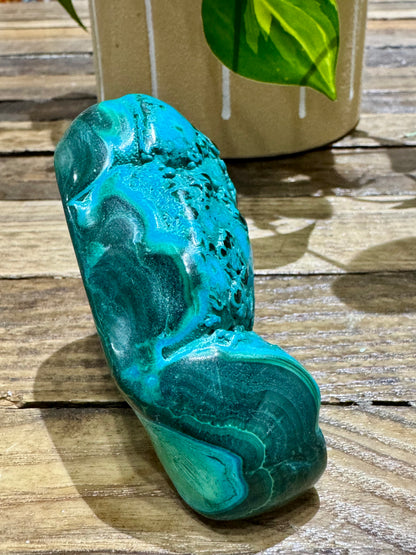 Malacholla // Free Form - SolRising The Rock Shop