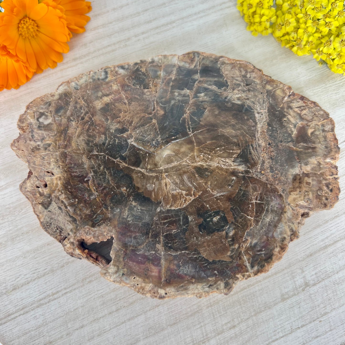 Petrified Wood // Slab