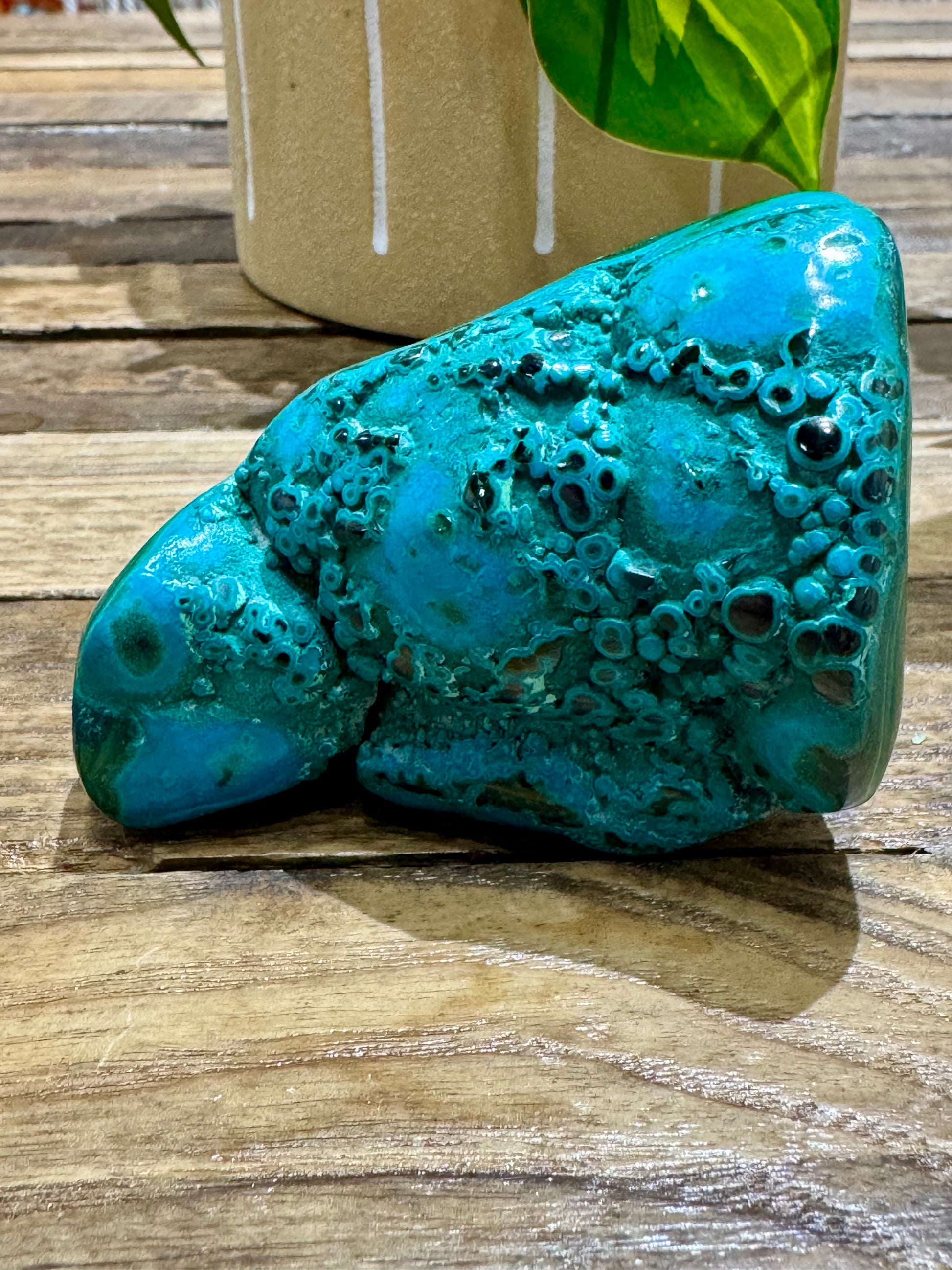 Malacholla // Free Form - SolRising The Rock Shop