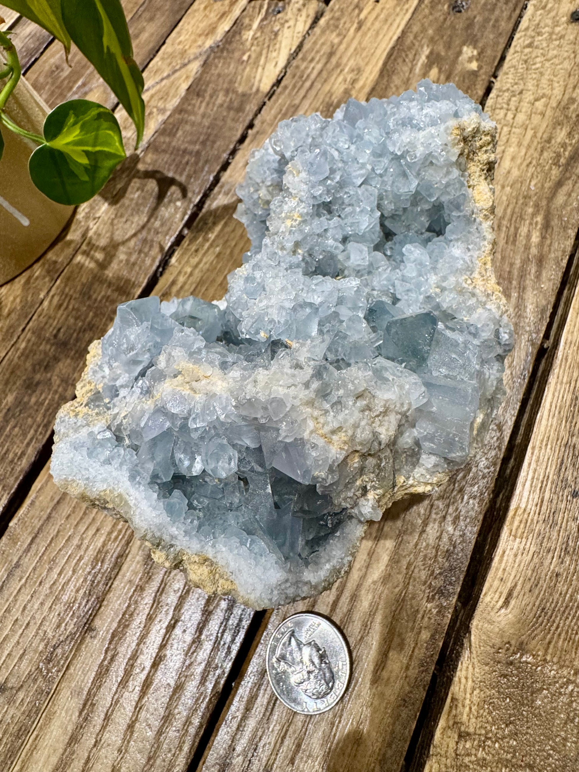 Celestite // Cluster - SolRising The Rock Shop