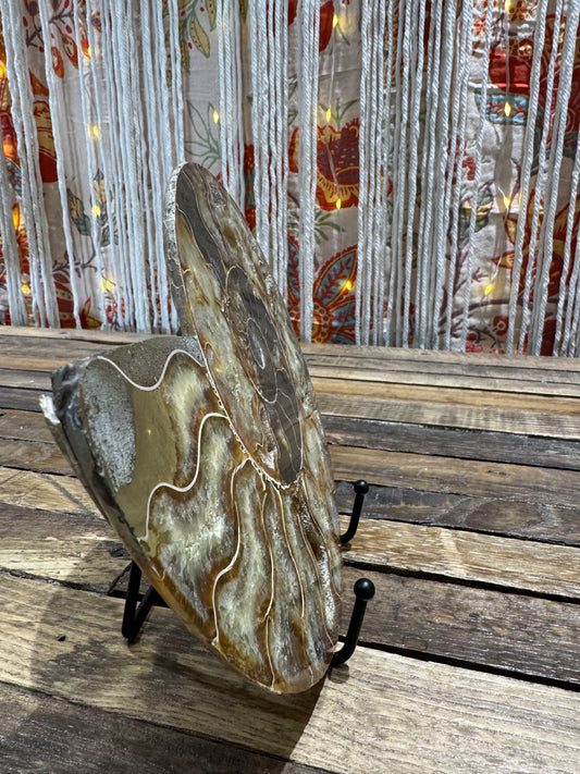 Ammonite Fossil Half - SolRising The Rock Shop