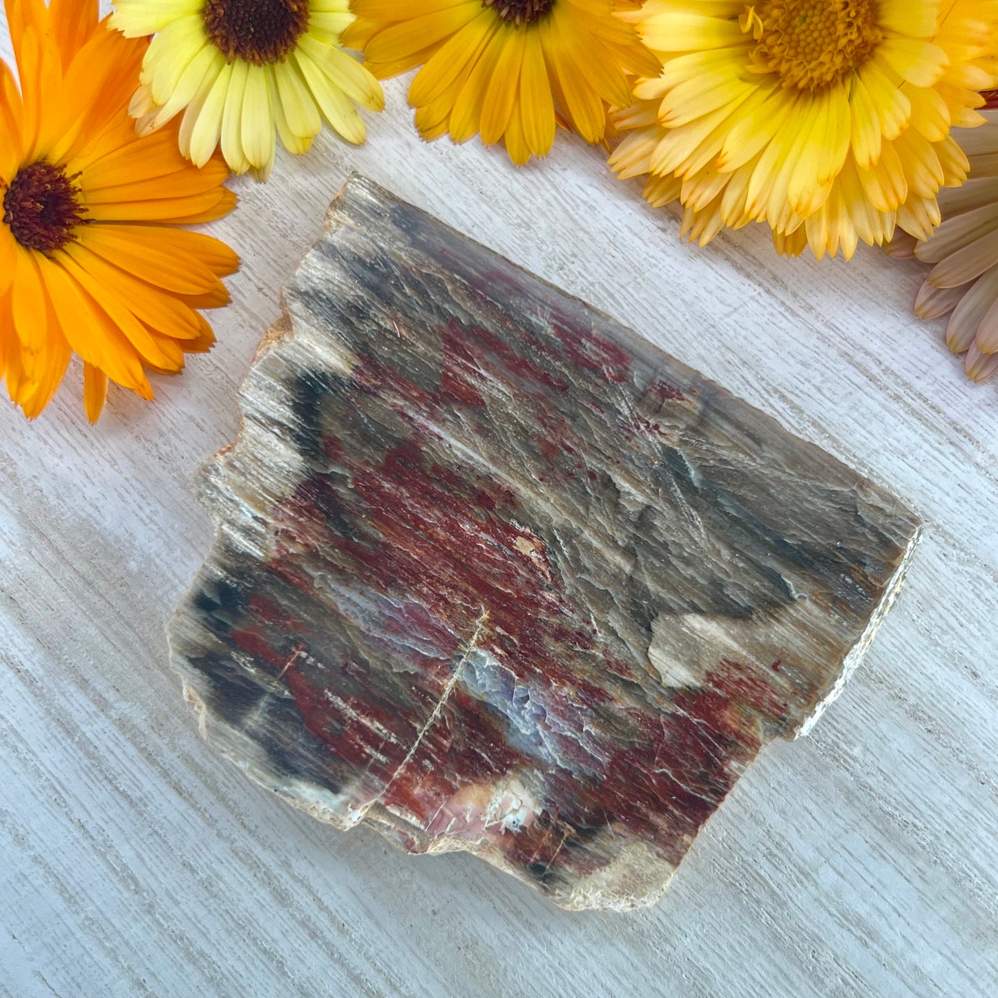 Petrified Wood // Red // Slab