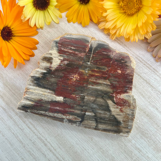 Petrified Wood // Red // Slab