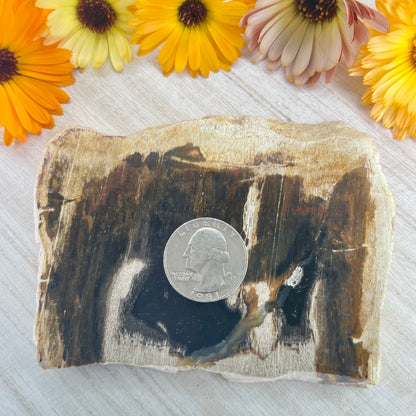 Petrified Wood // Red // Slab