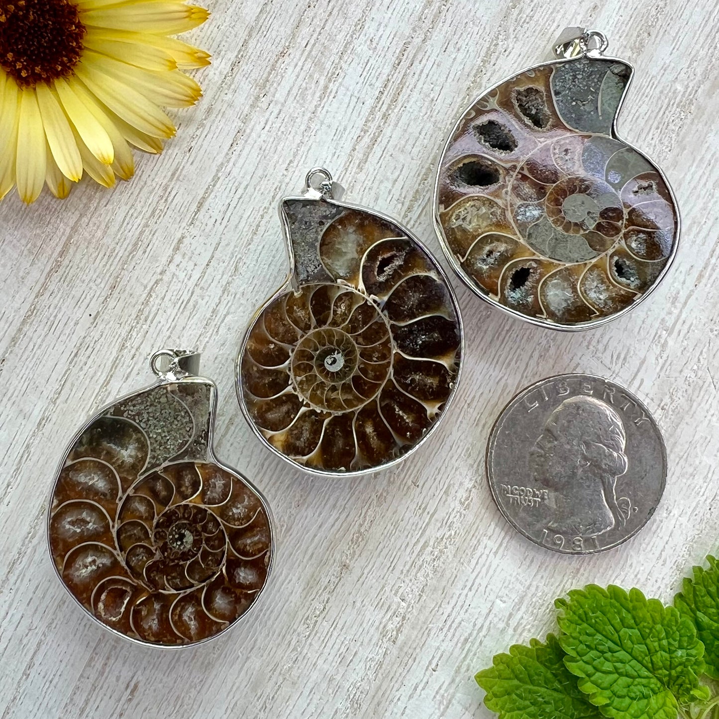 Ammonite // Half // Pendant