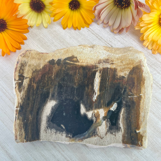 Petrified Wood // Red // Slab