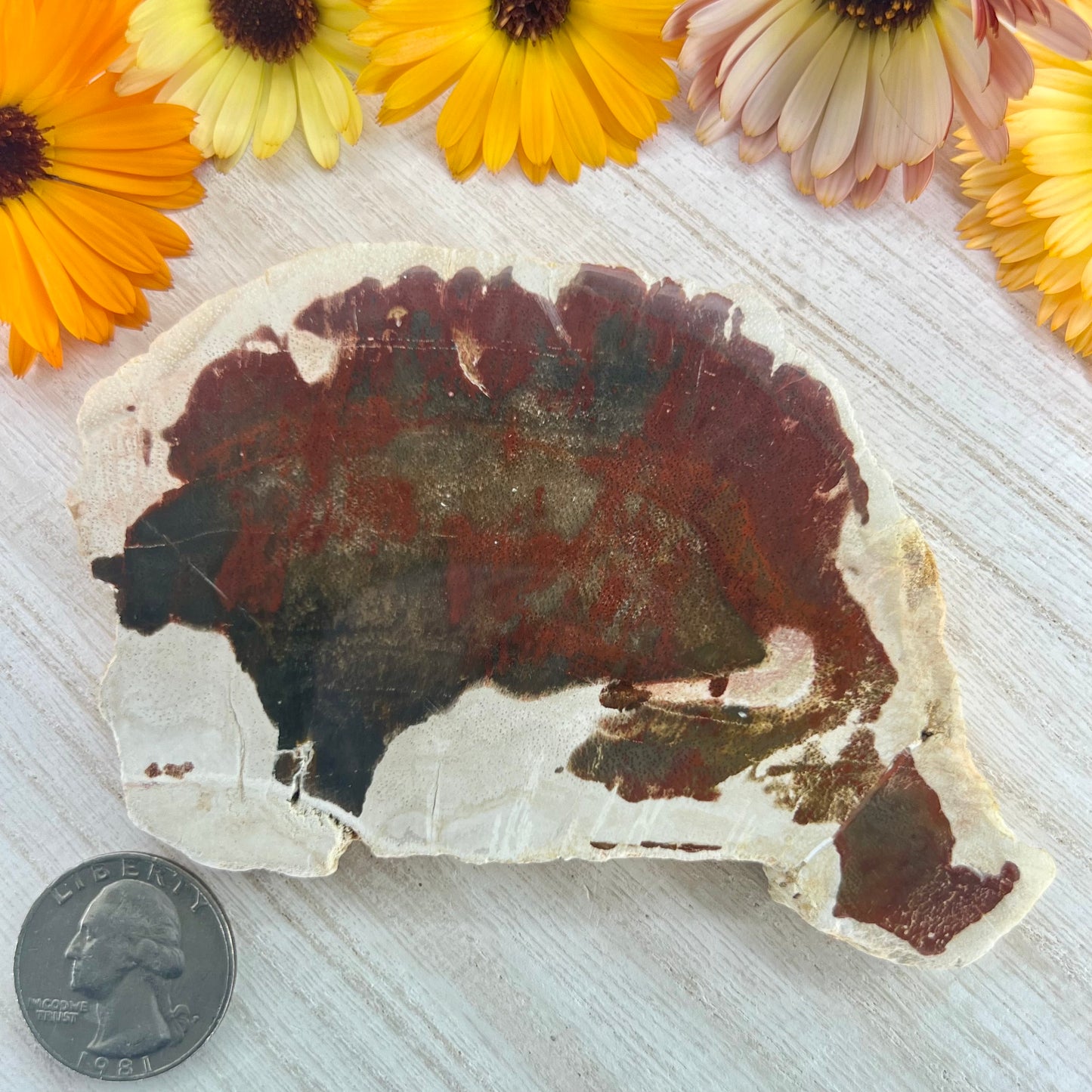 Petrified Wood // Red // Slab