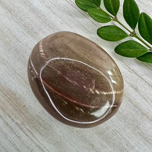 Petrified Wood // Palm