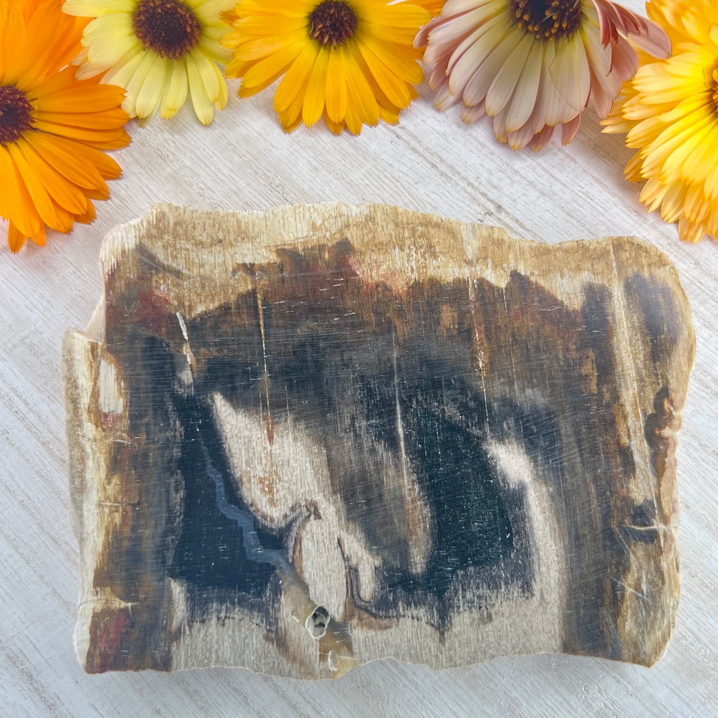 Petrified Wood // Red // Slab