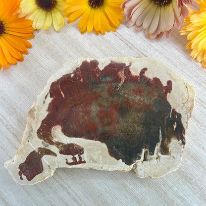 Petrified Wood // Red // Slab