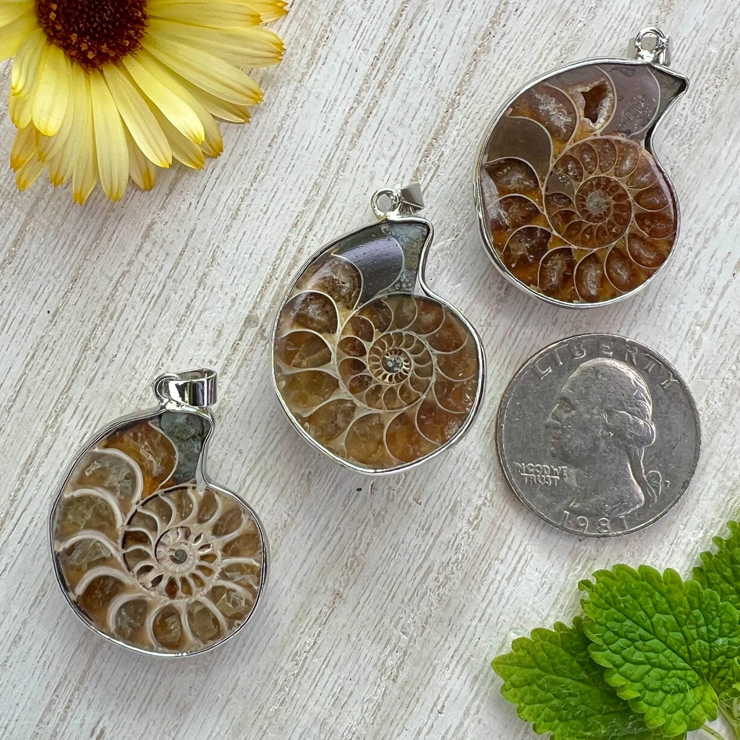 Ammonite // Half // Pendant