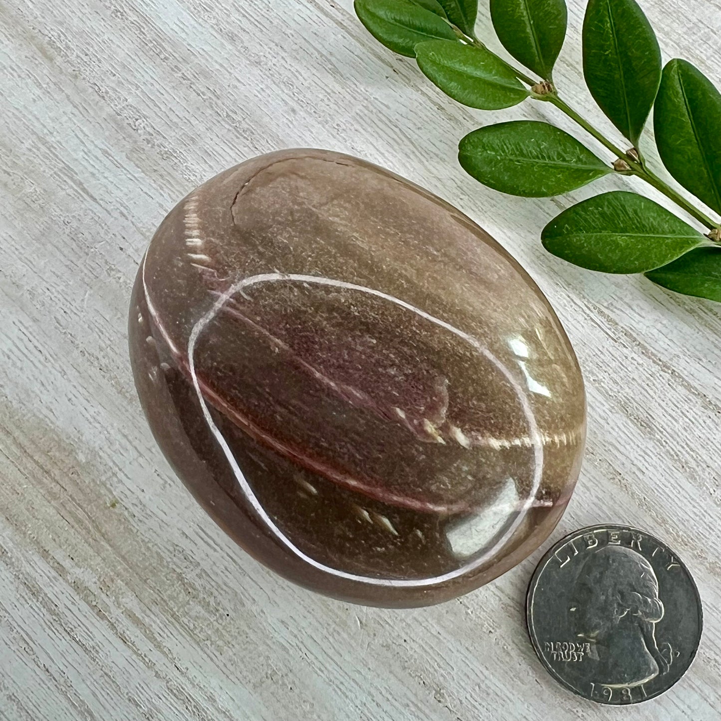 Petrified Wood // Palm