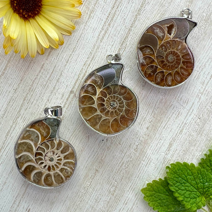 Ammonite // Half // Pendant