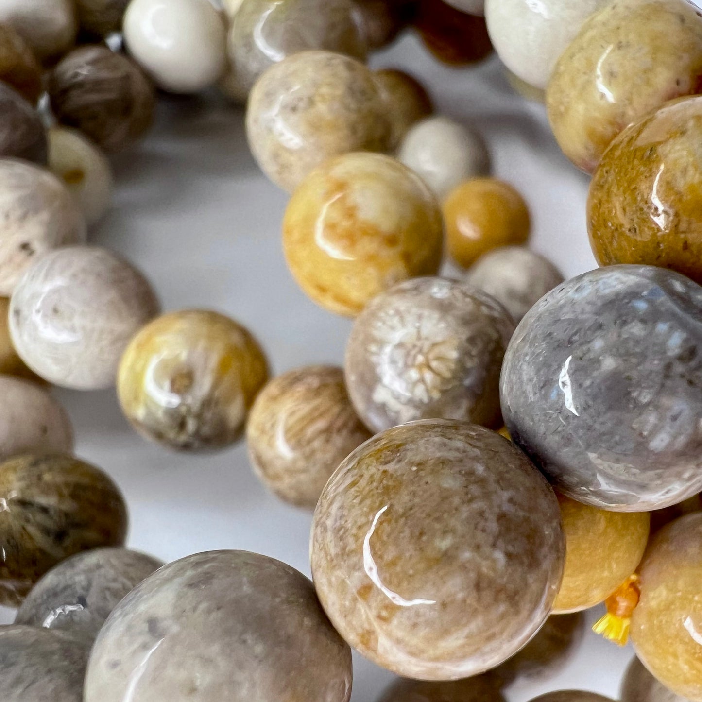 Fossilized // Coral // 8mm // Bracelet