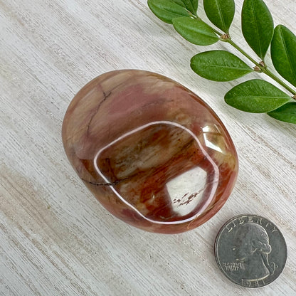 Petrified Wood // Palm